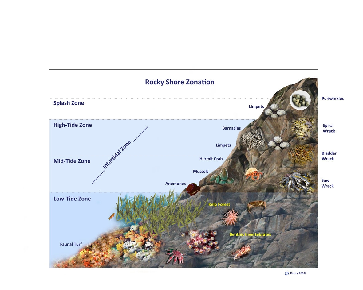 Reefs | Berwickshire & Northumberland Marine Nature Partnership