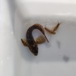 Rocky shore finds - Shanny and two crustaceans in a white tray filled with seawater